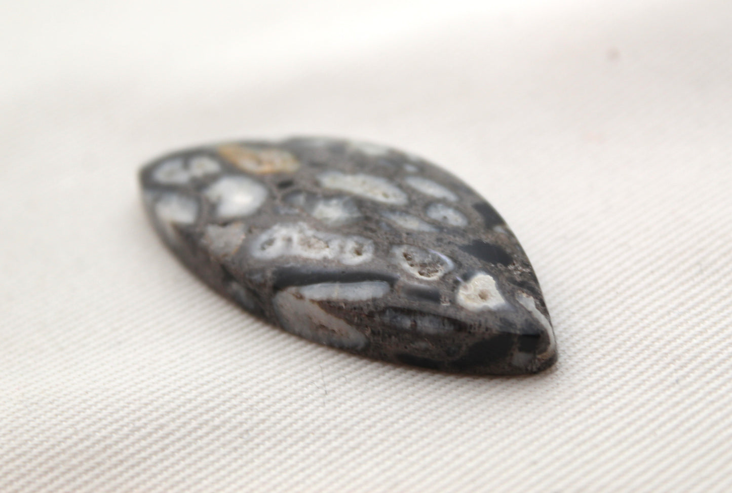 Petrified Palm Root Cabochon natural gemstone