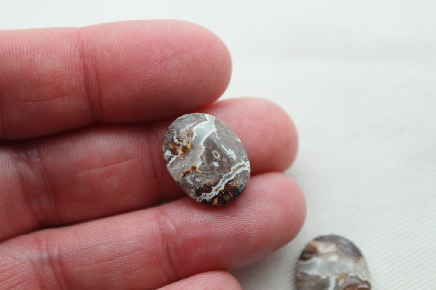 Small Petrified Palm Wood Cabochon Pair