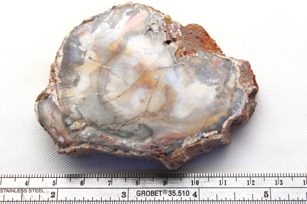 Petrified Wood Slice gemstone natural