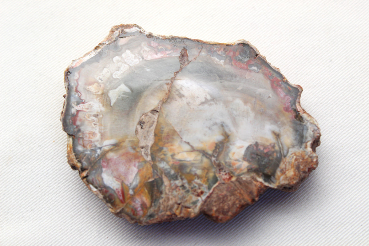 Petrified Wood Slice gemstone natural