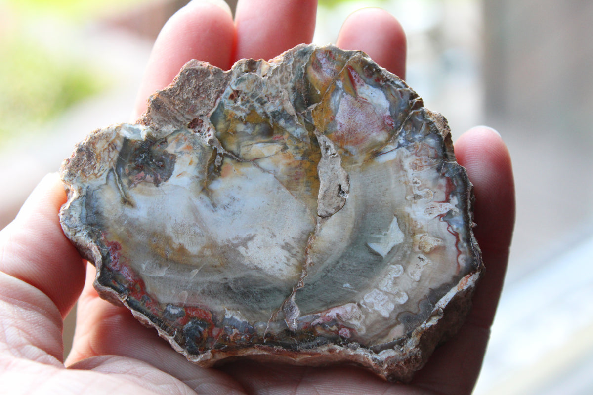Petrified Wood Slice gemstone natural