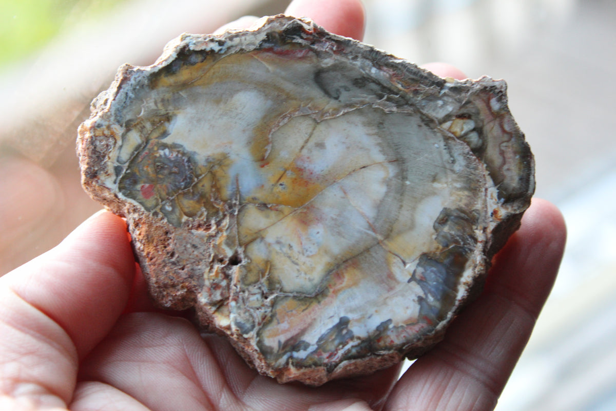Petrified Wood Slice gemstone natural