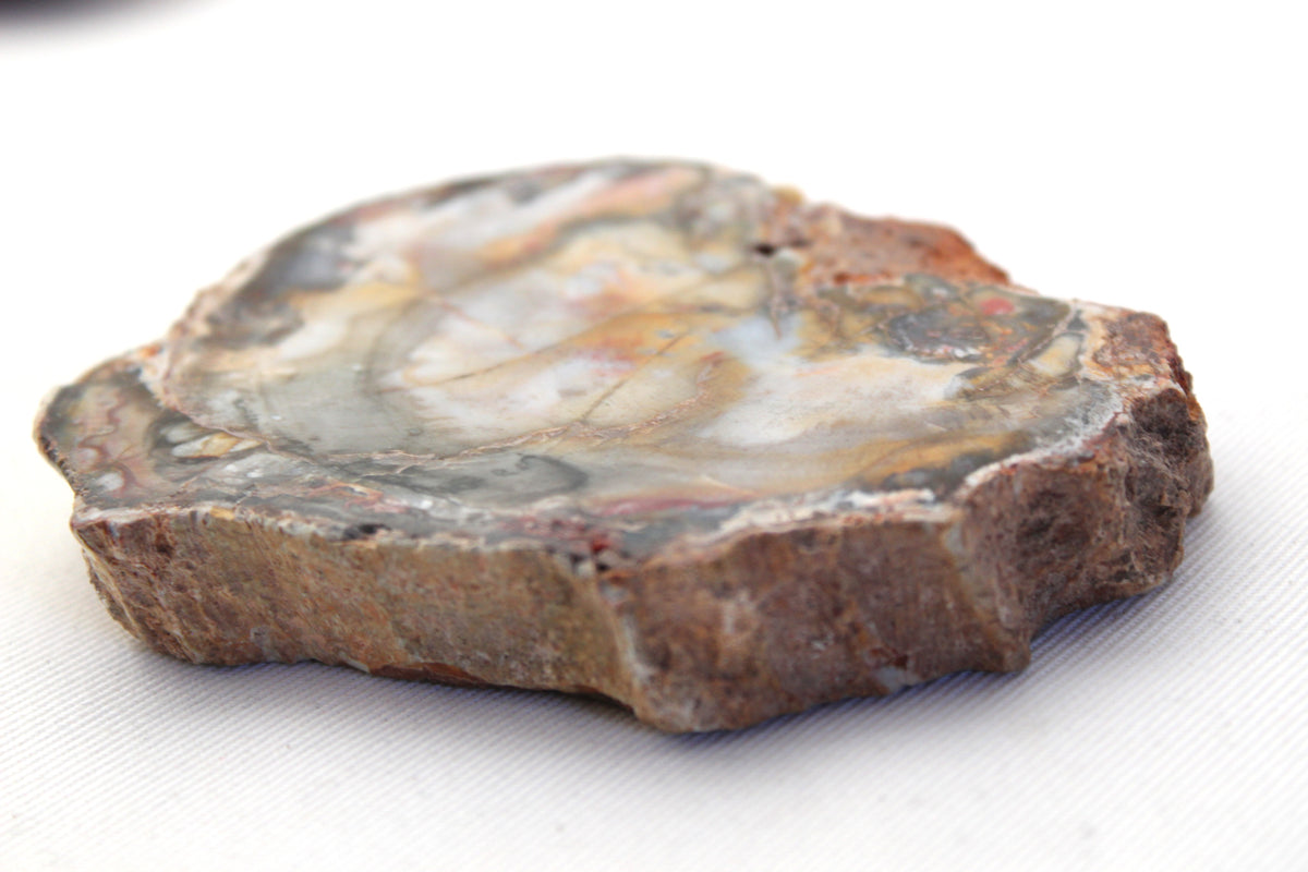 Petrified Wood Slice gemstone natural