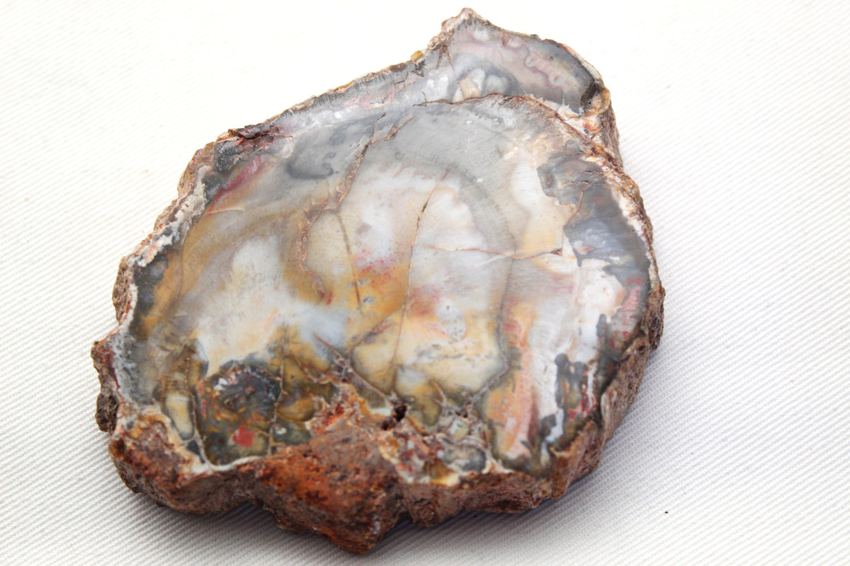 Petrified Wood Slice gemstone natural