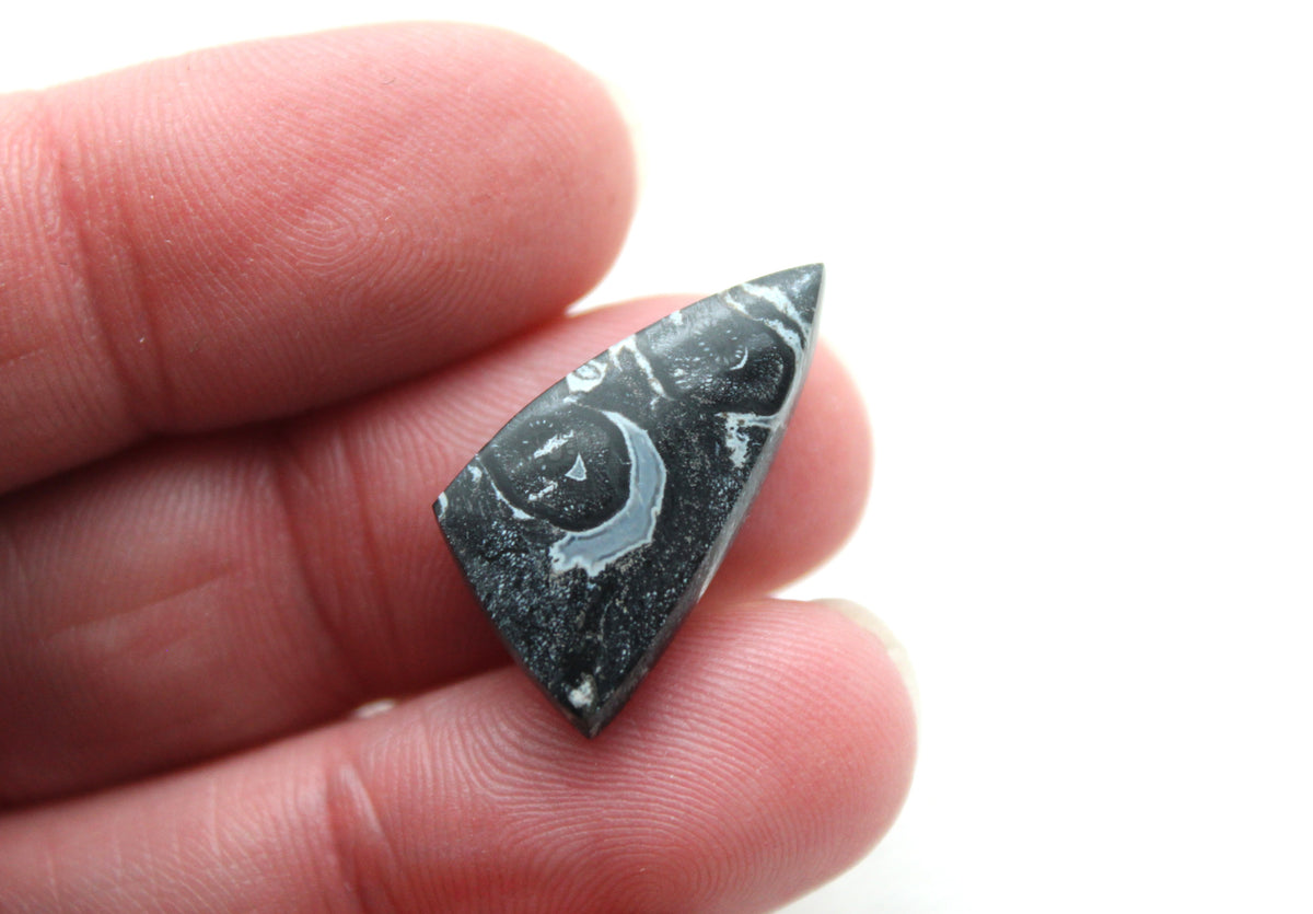 Small Black Palm Root Cabochon Pair natural gemstones