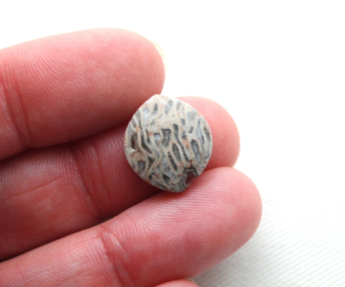 SMALL Fossil Palmwood Cabochon Pair Gemstone with druzy pockets