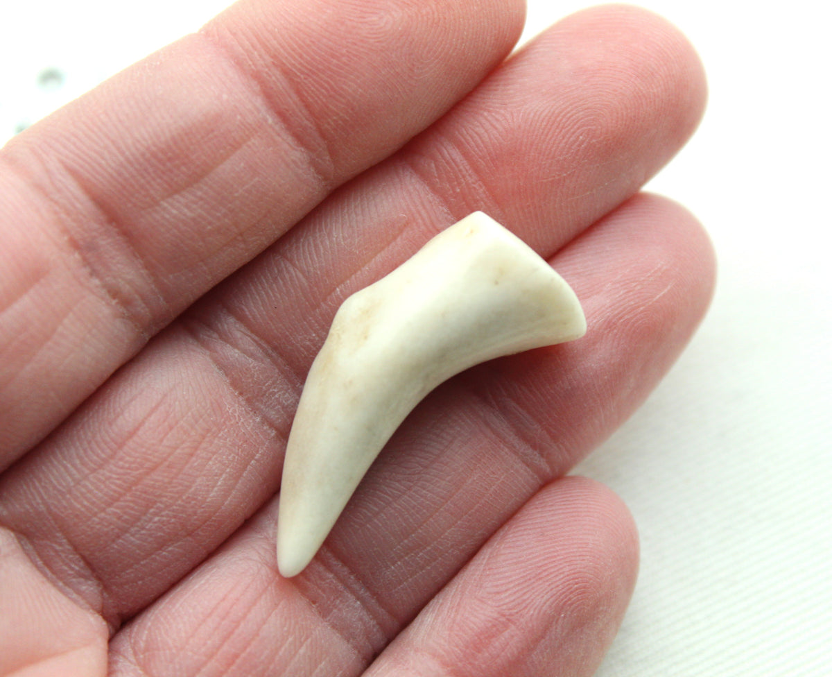 FOUR small deer antlers tips UNDRILLED naturally shed