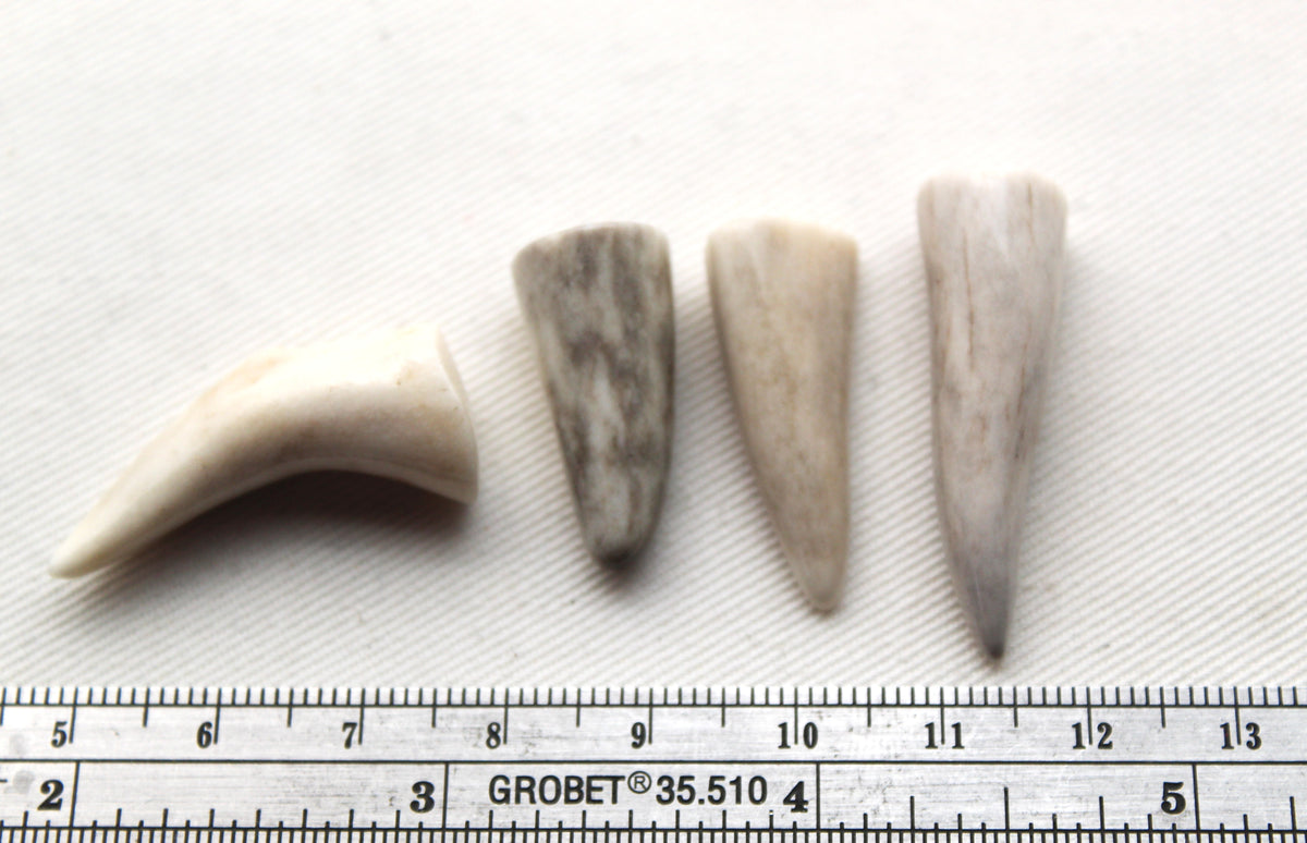 FOUR small deer antlers tips UNDRILLED naturally shed
