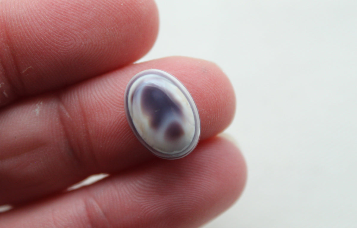 TWO Wampum Quahog Shell Oval 10x14MM