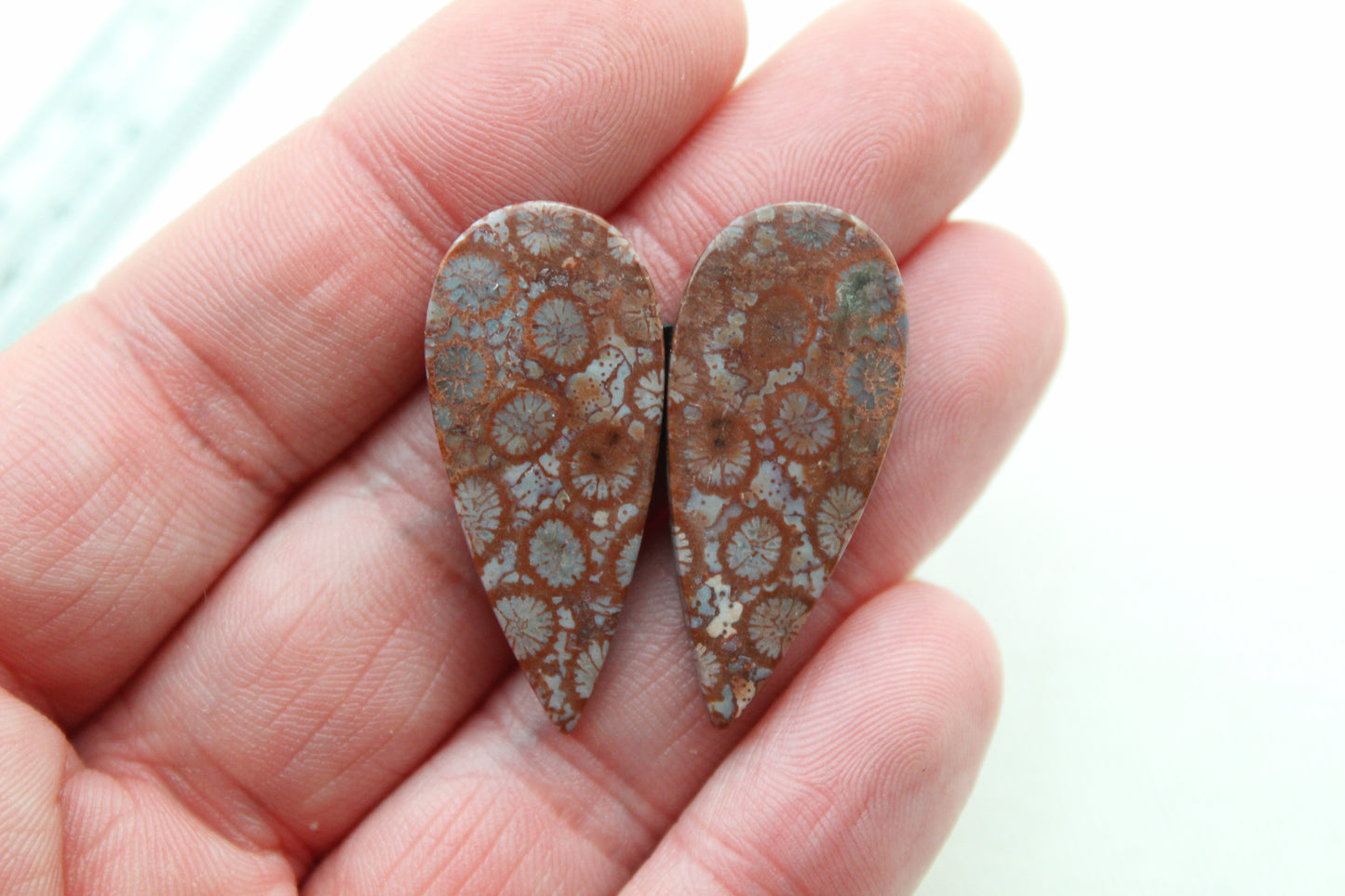 Fossilized Coral Pair of Gemstones cabochon beige natural