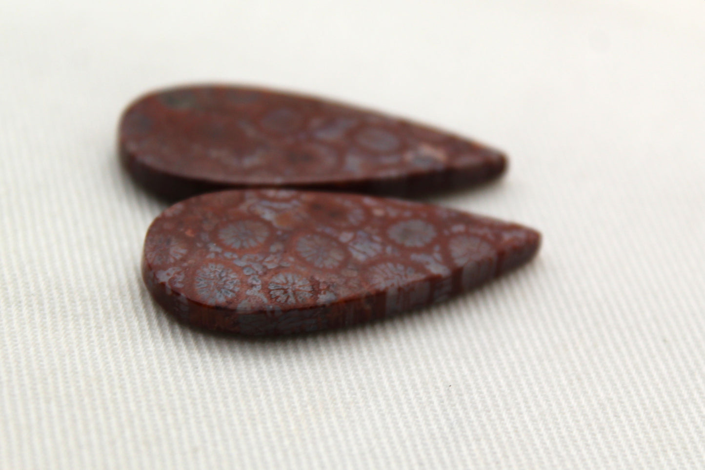 Fossilized Coral Pair of Gemstones cabochon beige natural