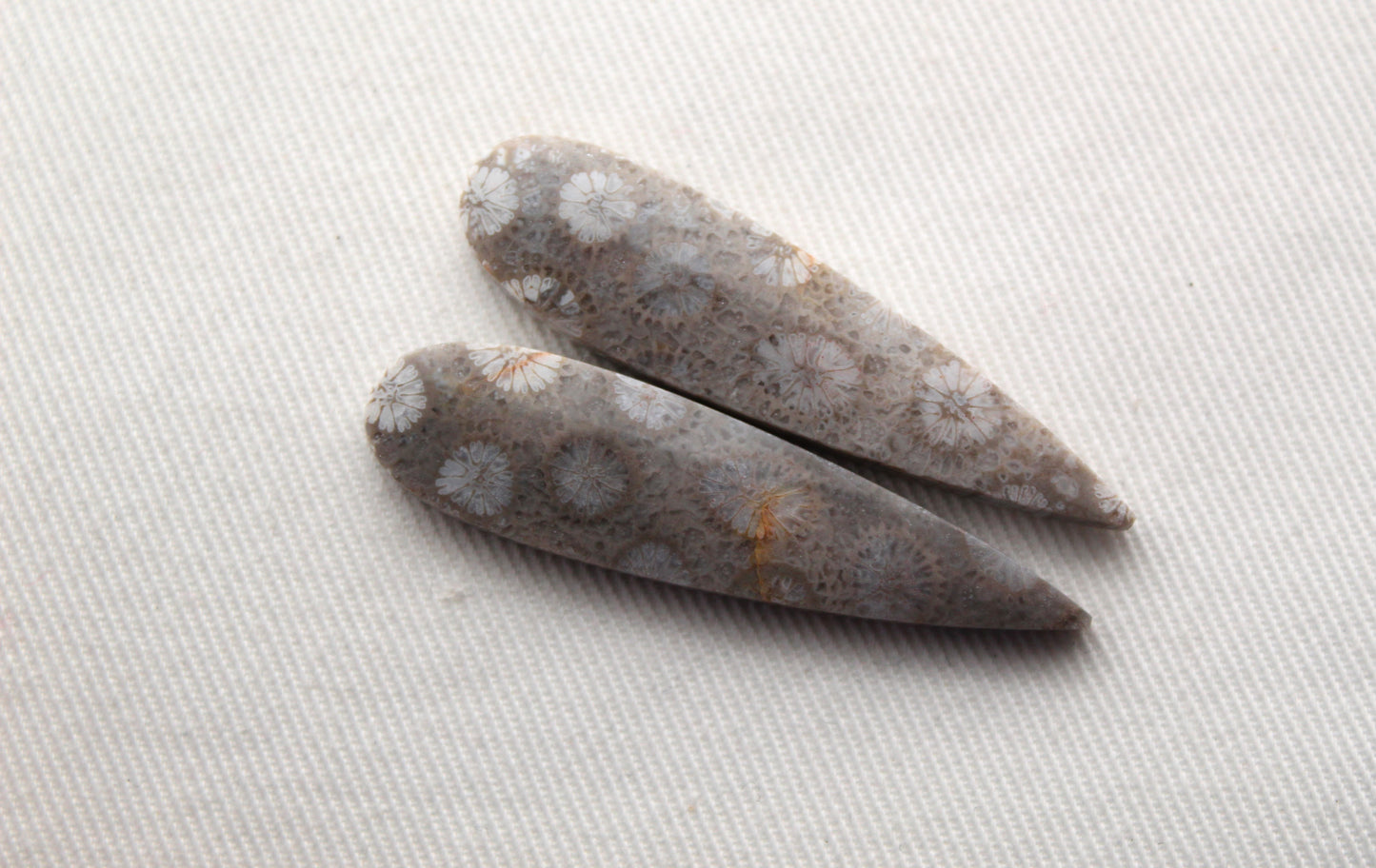 Fossilized Coral Pair of Gemstones cabochon gray beige natural