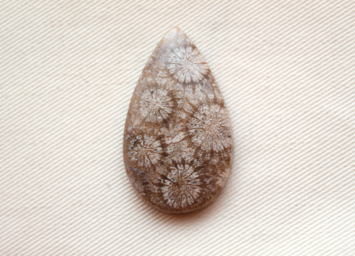 Fossilized Coral Gemstone Teardrop cabochon