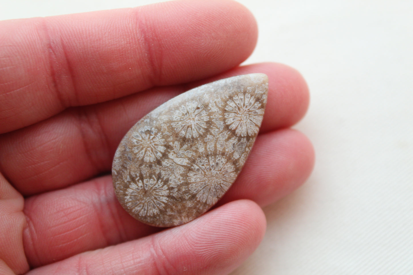 Fossilized Coral Gemstone Teardrop cabochon