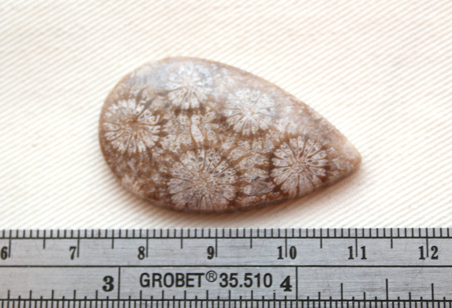 Fossilized Coral Gemstone Teardrop cabochon