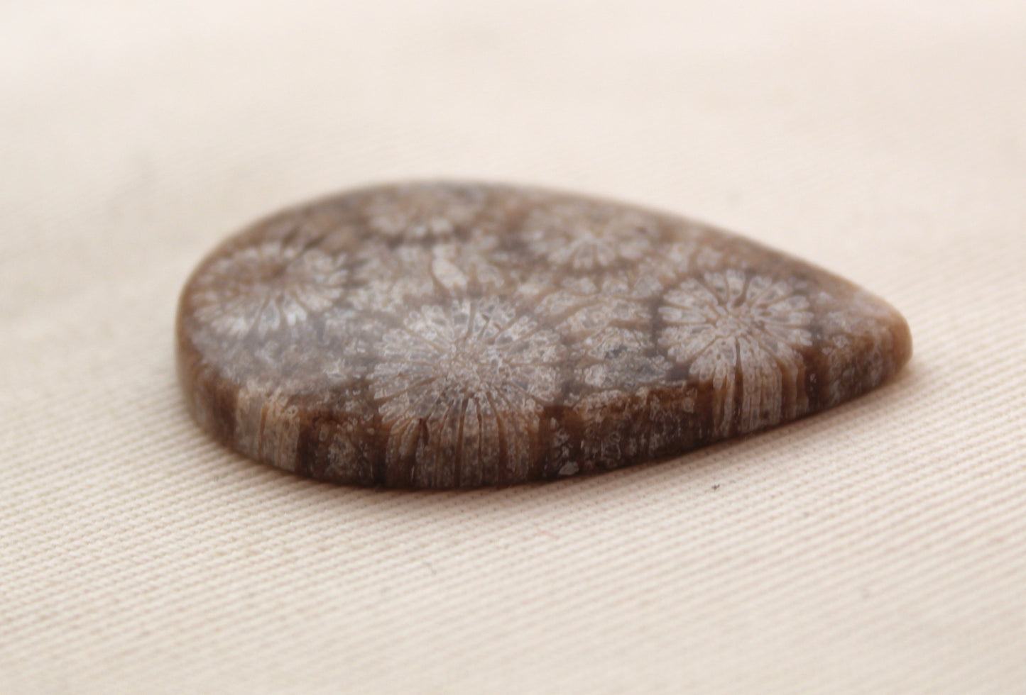 Fossilized Coral Gemstone Teardrop cabochon