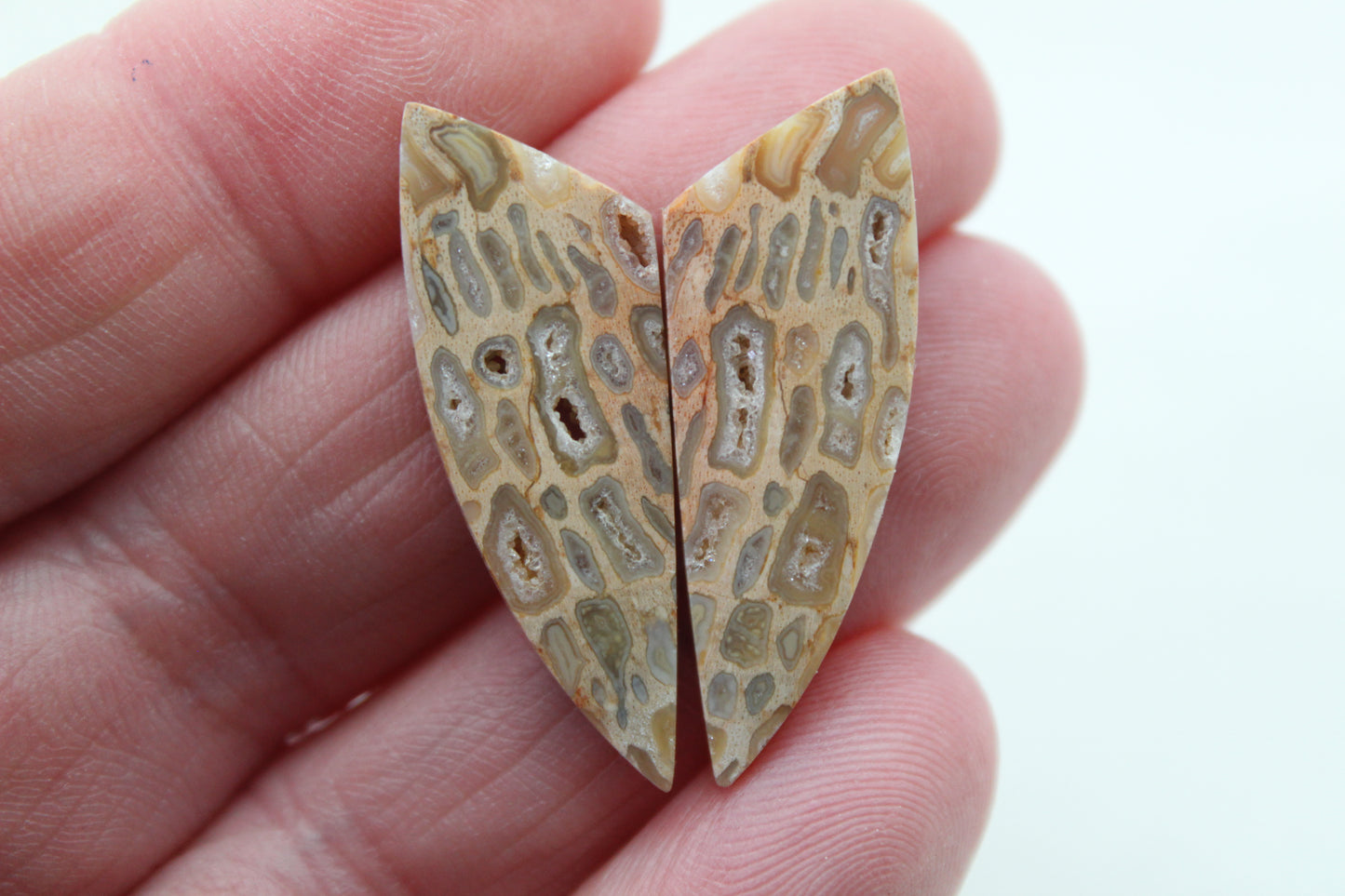Fossil Palmwood Pair Cabochon Gemstone with druzy pockets