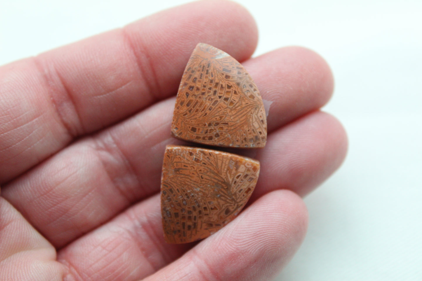 Pink Fossil Coral Pair of Gemstones cabochon triangle