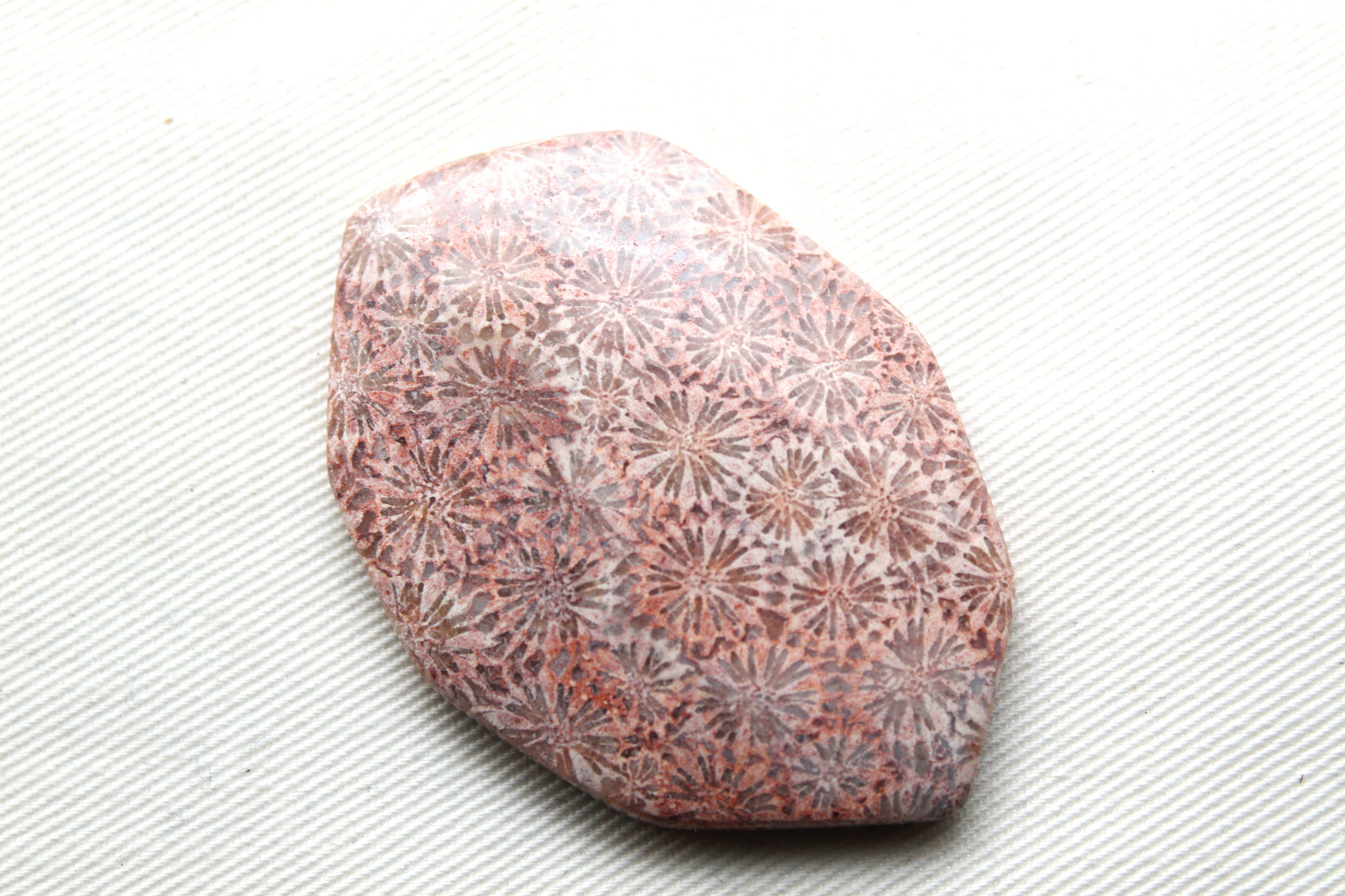Cabochon en forme de larme de pierre gemme de corail fossilisé