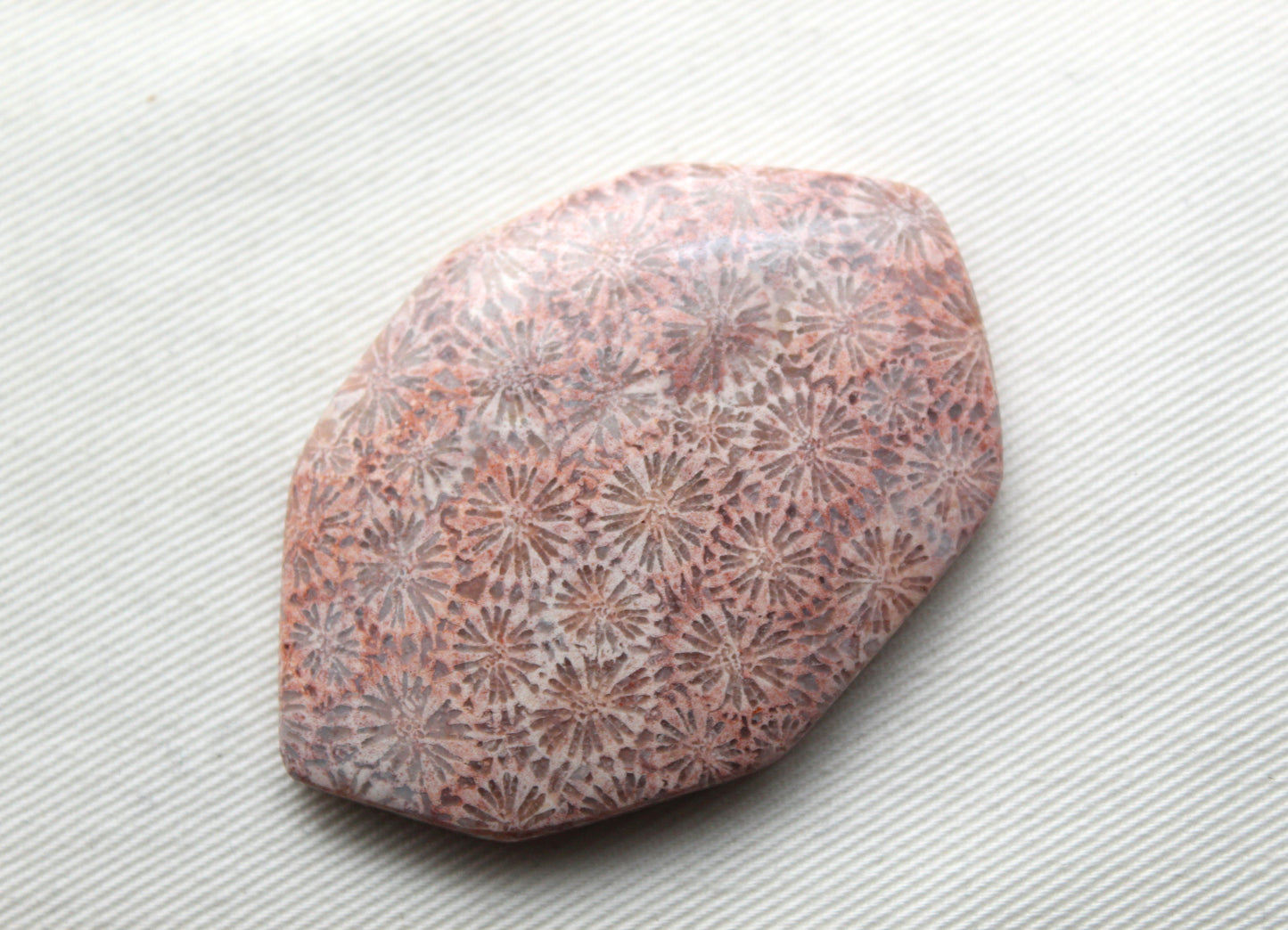 Cabochon en forme de larme de pierre gemme de corail fossilisé