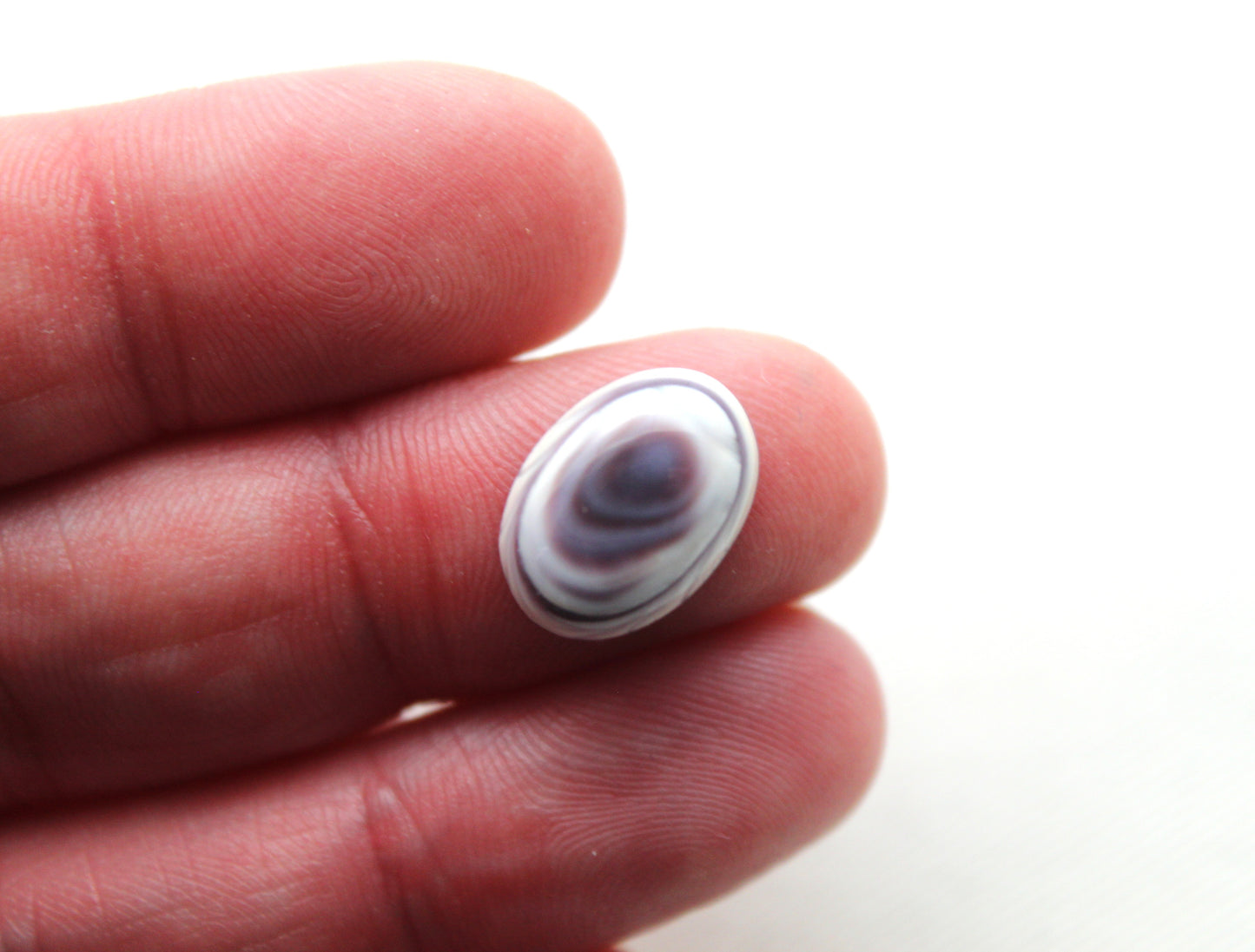 TWO Wampum Quahog Shell Oval 10x14MM