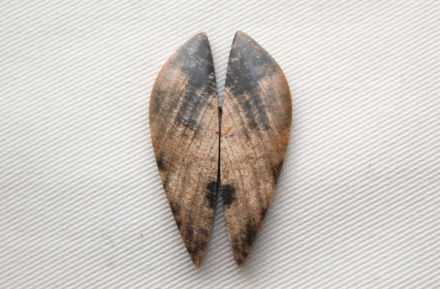 Nice pair of Petrified Wood Cabochons