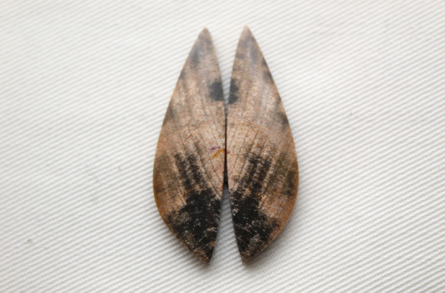 Nice pair of Petrified Wood Cabochons