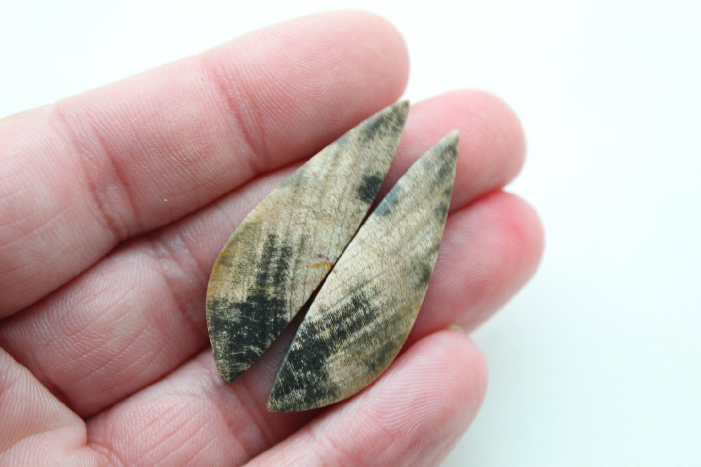 Nice pair of Petrified Wood Cabochons