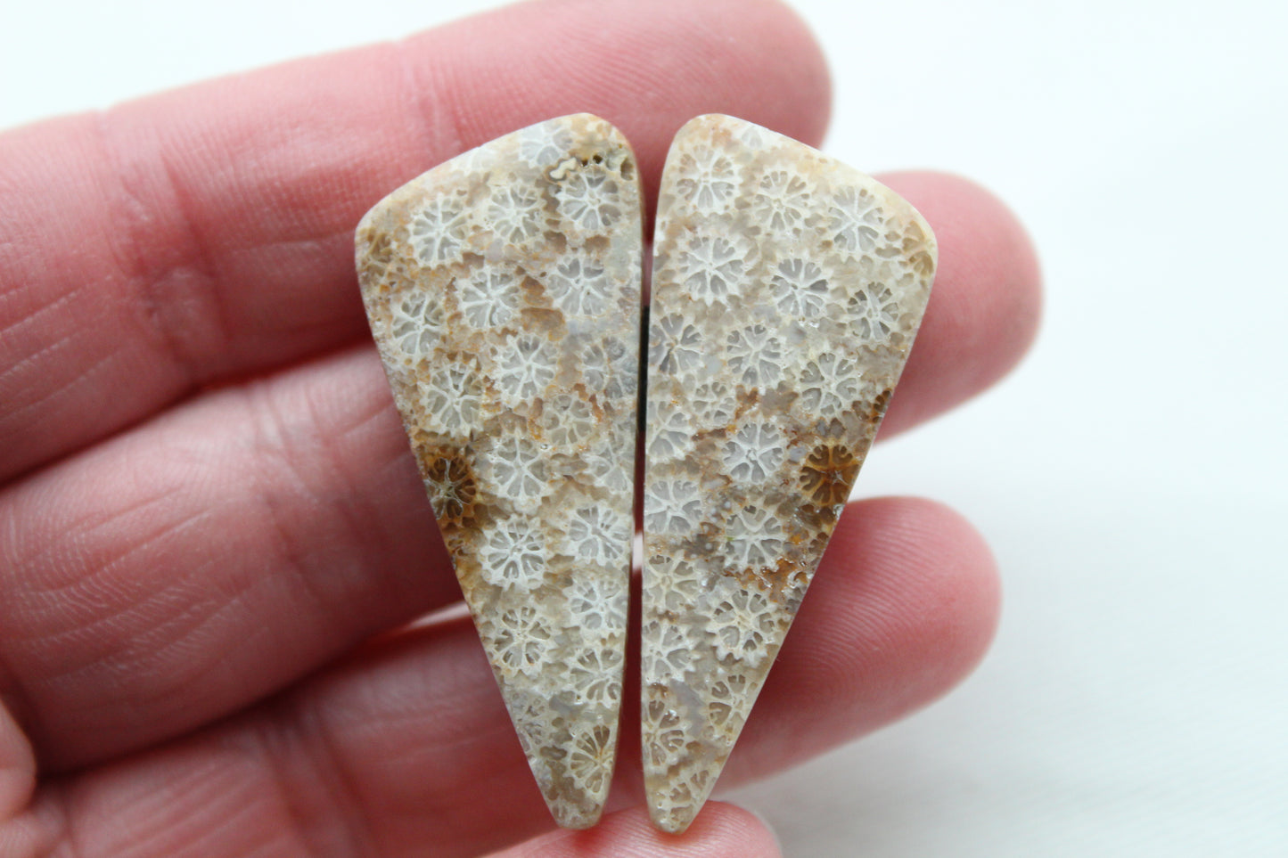 Fossilized Coral Pair of Gemstones cabochon beige natural