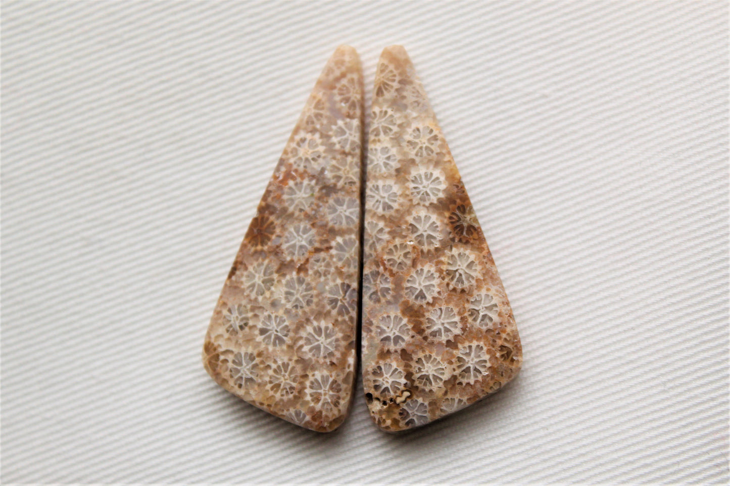 Fossilized Coral Pair of Gemstones cabochon beige natural