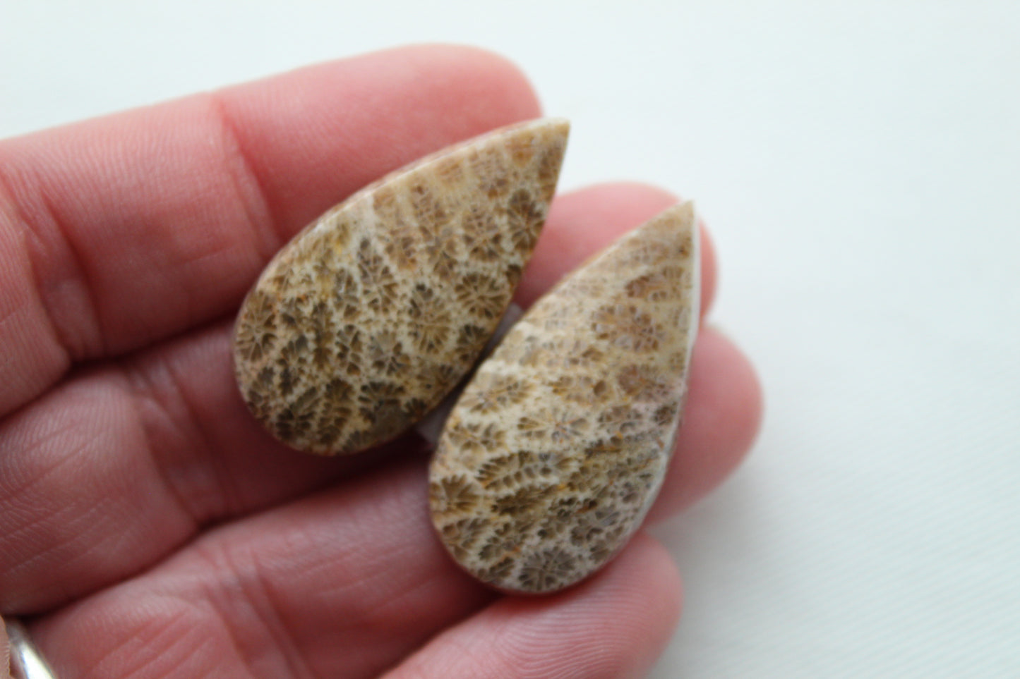 Fossilized Coral Pair of Gemstones cabochon beige natural
