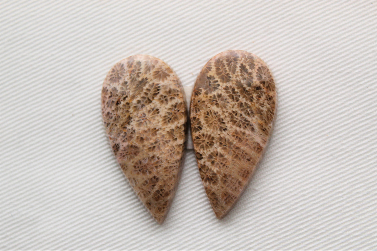 Fossilized Coral Pair of Gemstones cabochon beige natural