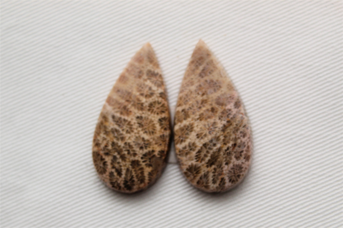 Fossilized Coral Pair of Gemstones cabochon beige natural