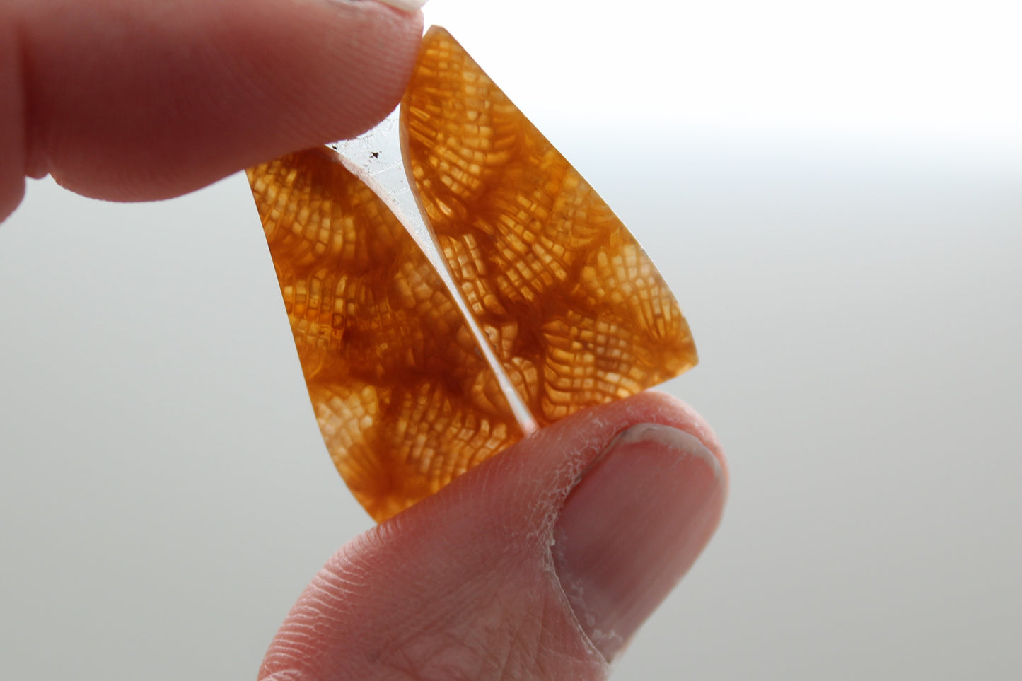 Fossilized Coral Pair of Gemstones lace patterns