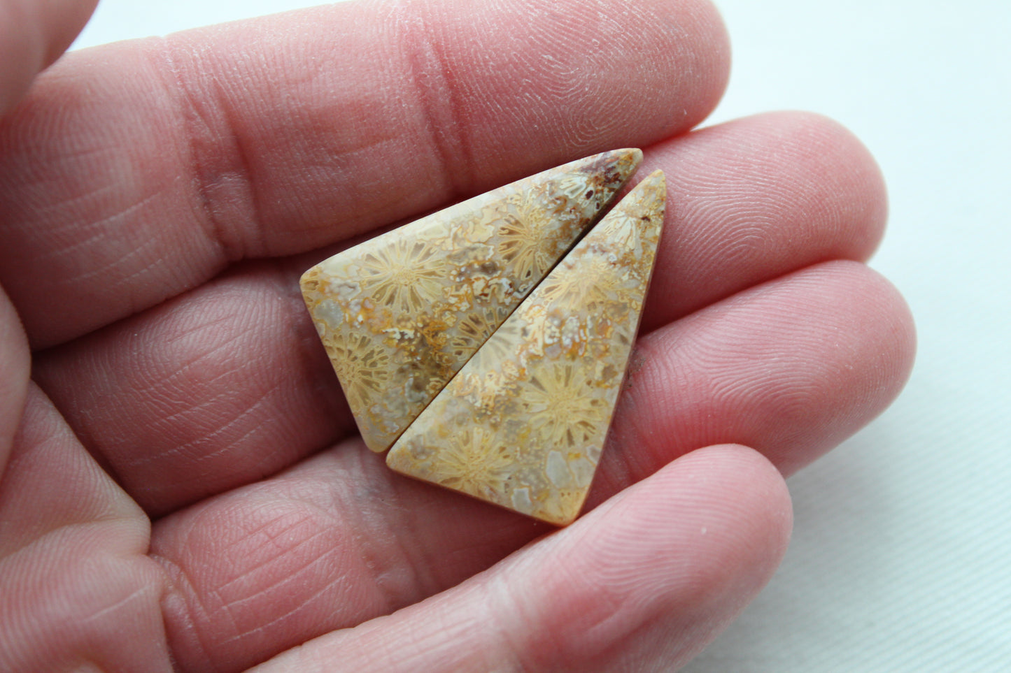 Fossilized Coral Pair of Gemstones cabochon beige natural