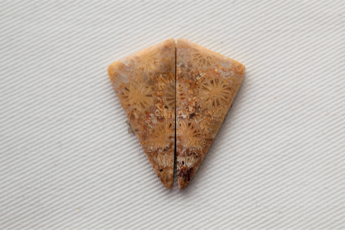 Fossilized Coral Pair of Gemstones cabochon beige natural