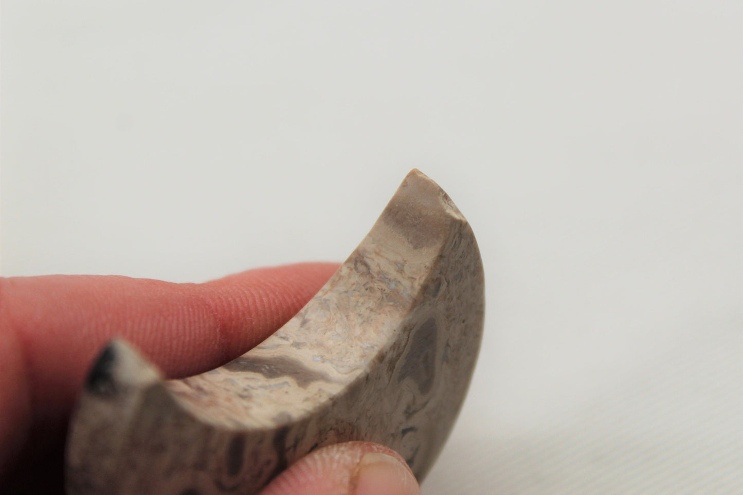 Un croissant de lune cabochon en bois de palmier pétrifié