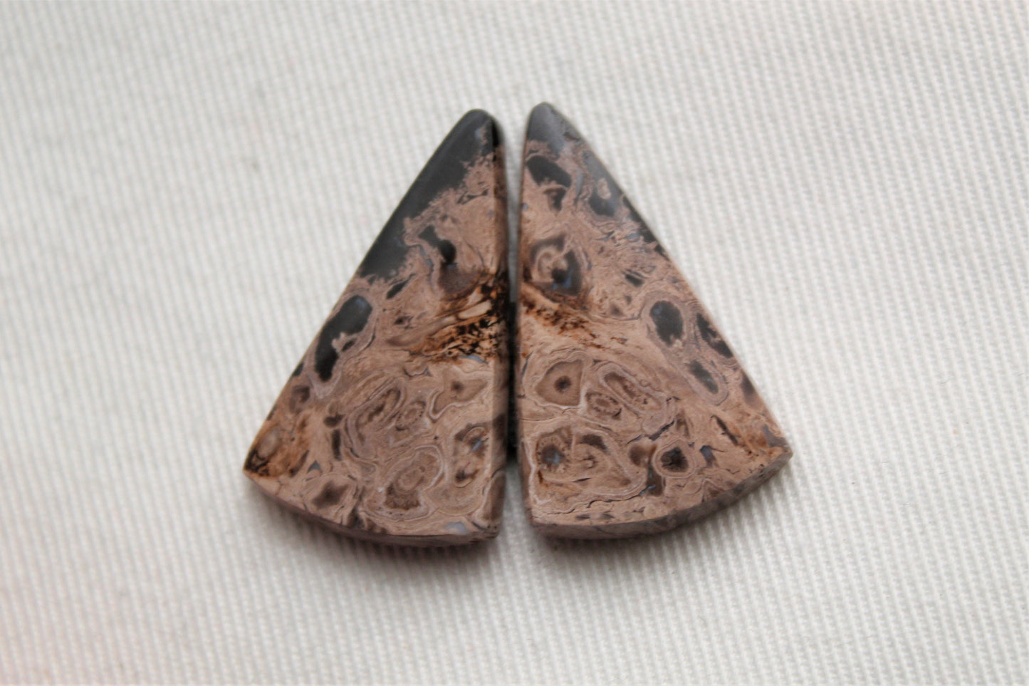 Petrified Palm Wood Cabochon Pair triangle