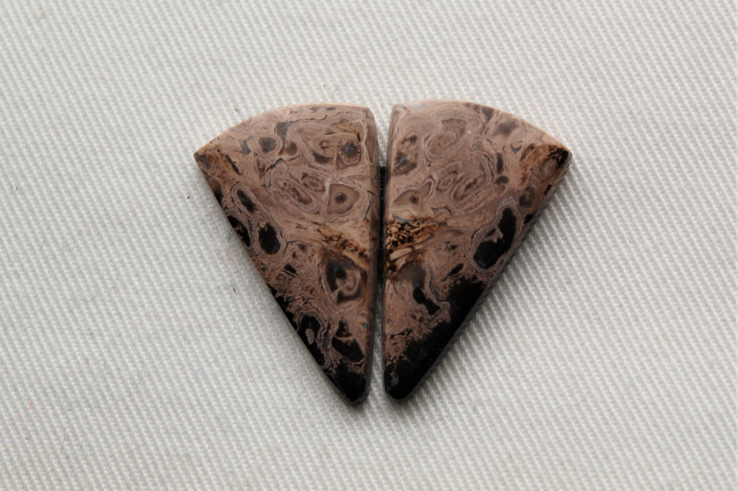 Petrified Palm Wood Cabochon Pair triangle