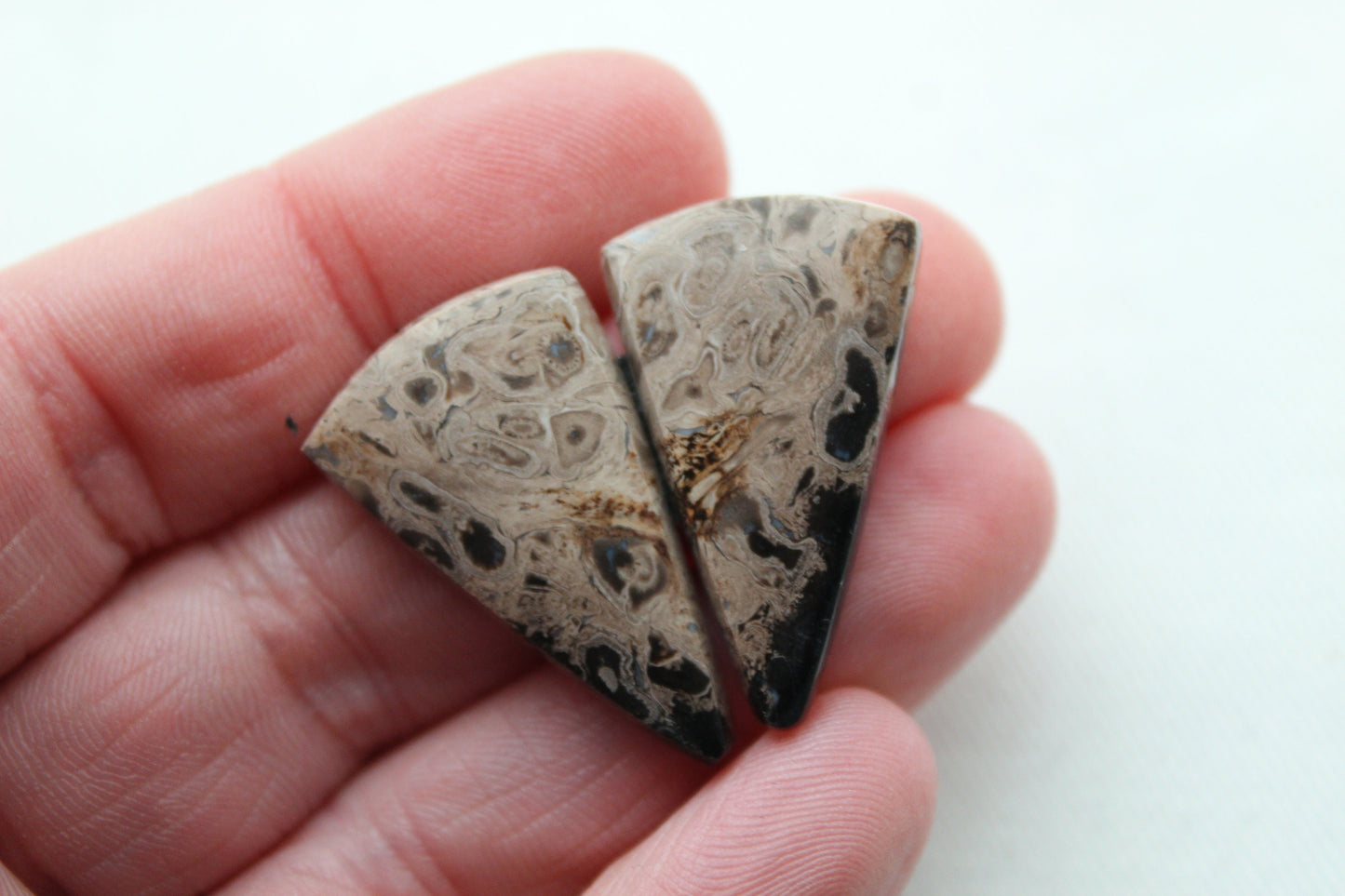 Petrified Palm Wood Cabochon Pair triangle