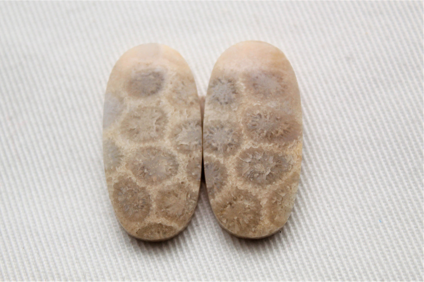 Corail fossile paire cabochons ovales