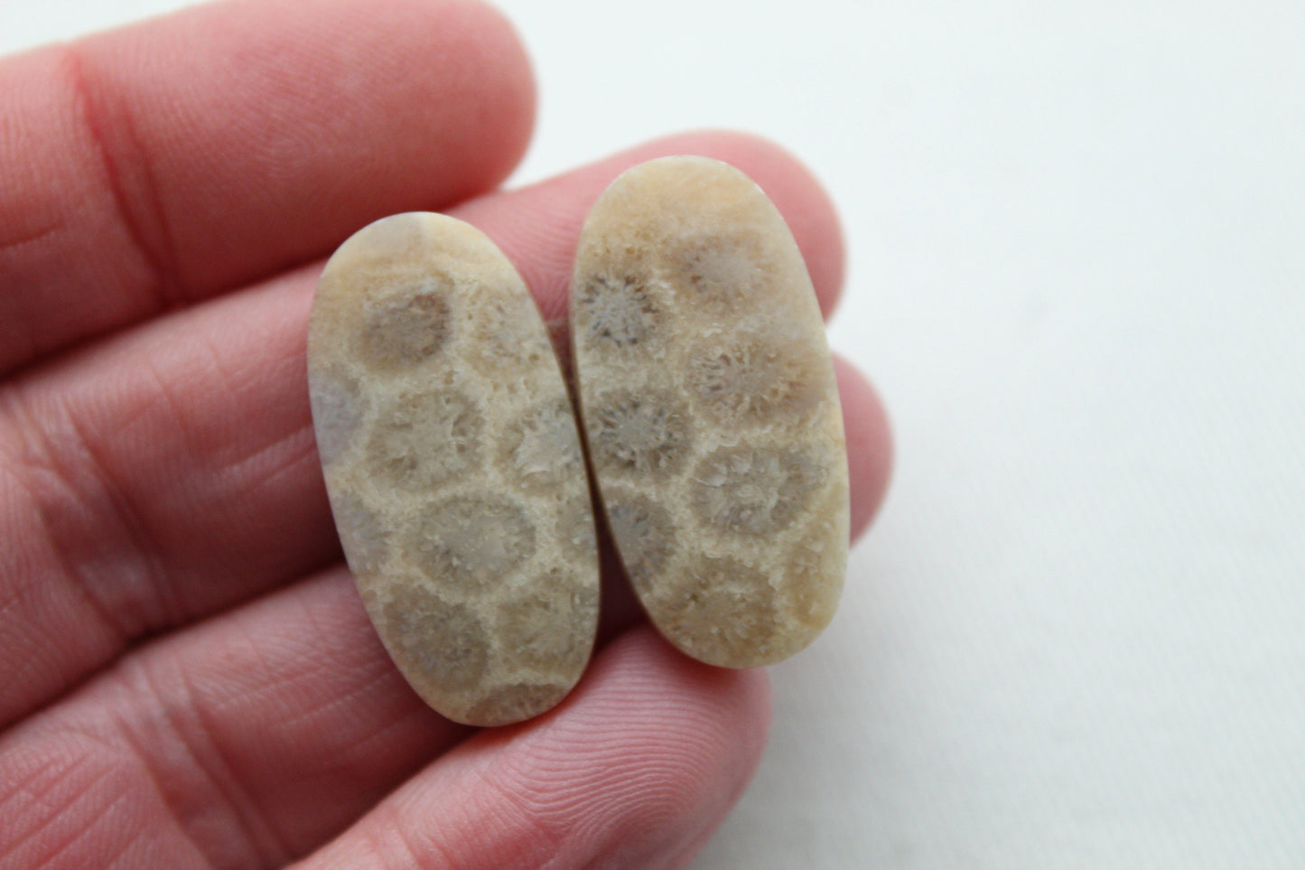 Corail fossile paire cabochons ovales