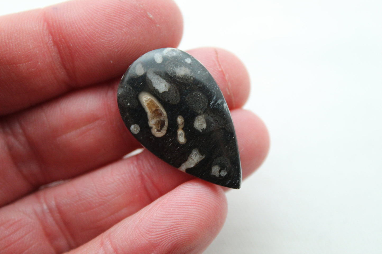 Cabochon en bois fossile indonésien Gemstone Teardrop noir